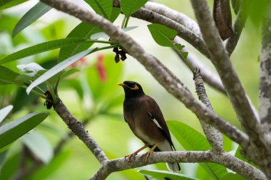 Singapur sokakta bir ağaç dalı üzerinde Ortak myna kuş