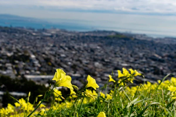 Field of Yellow flowers and grasses from the twin peaks usa with blurry skyline background