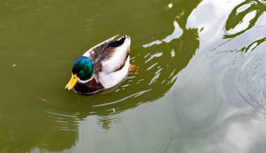 Mallard Ördek Kuşu, gölette yüzerken yiyecek arıyor.