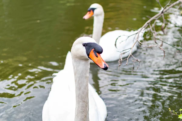 Gros Plan Cygne Tout Mijotant Sur Étang — Photo