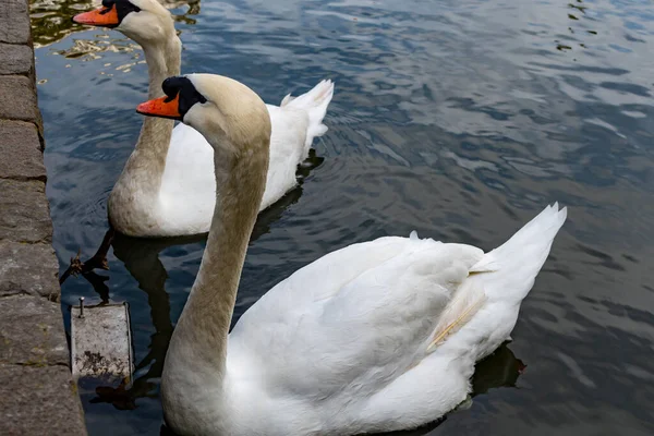 Gros Plan Cygne Tout Mijotant Sur Étang — Photo