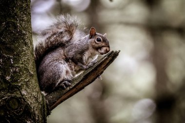 kış sezonu boyunca bir dalı olarak Doğu gri sincap
