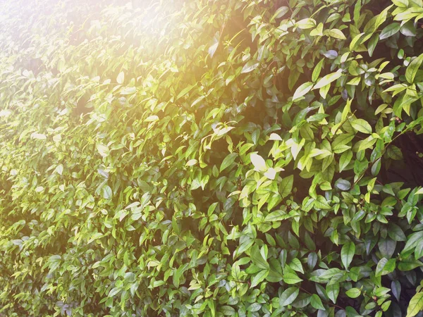 Vista Sulla Natura Foglia Verde Sfondo Della Natura — Foto Stock