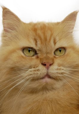 Beyaz arka plan üzerinde izole Farsça turuncu kedi.