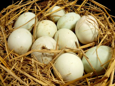 Ördek yumurtalar saman.