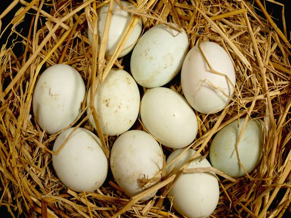 Duck Eggs Straw — Stock Photo, Image