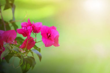 yaprak yeşil doğa manzarası. Doğa arka plan.