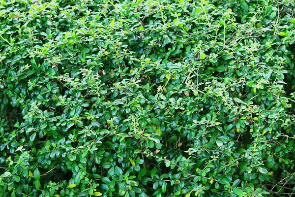 Weergave Van Aard Van Groene Blad Achtergrond Van Natuur — Stockfoto