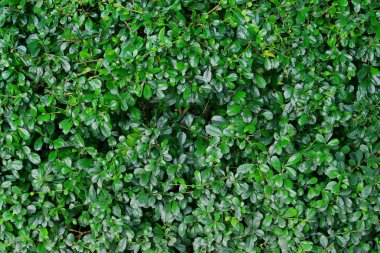 yaprak yeşil doğa manzarası. Doğa arka plan.