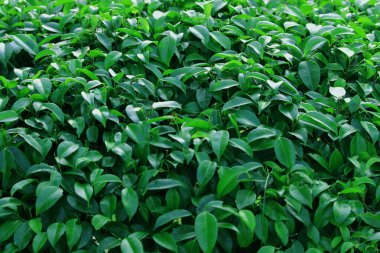 yaprak yeşil doğa manzarası. Doğa arka plan.