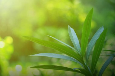 yaprak yeşil doğa manzarası. Doğa arka plan.