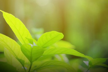 yaprak yeşil doğa manzarası. Doğa arka plan.