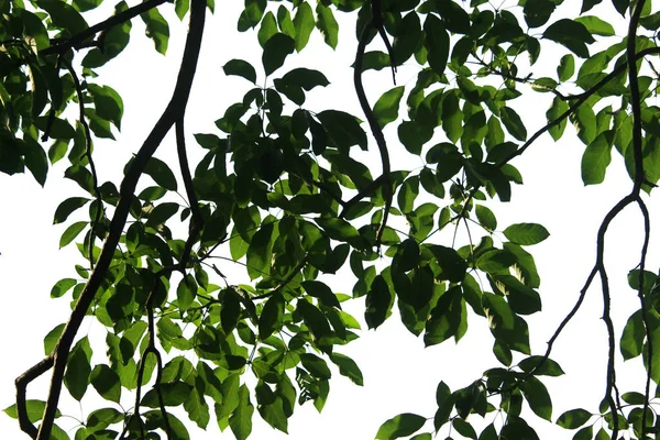 Beyaz Arka Plan Üzerinde Izole Yaprak Yeşil Doğa Manzarası Doğa — Stok fotoğraf