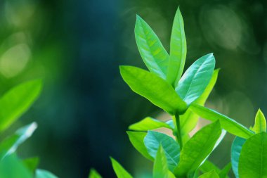 yaprak yeşil doğa manzarası. Doğa arka plan.
