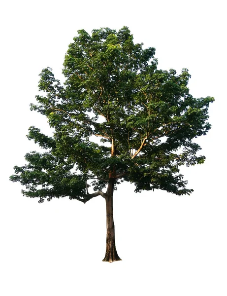 Isolierter Baum auf weißem Hintergrund. Mit Clipping-Pfad, verwendet mit — Stockfoto