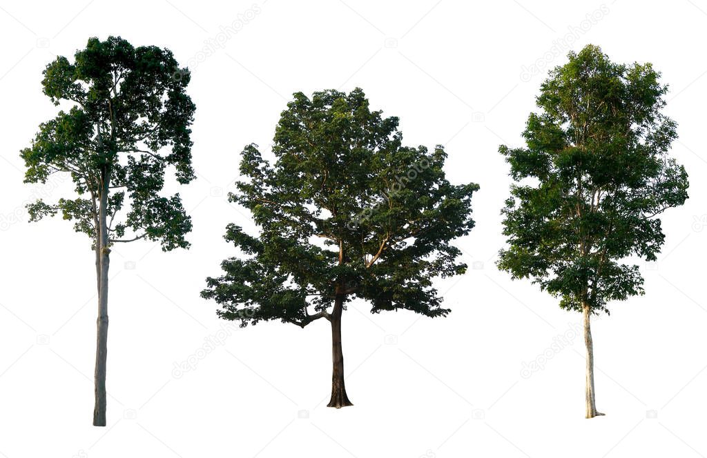Trees Collection on white background. With clipping path, Isolat