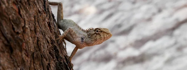 Close up Chameleon on the tree, animals wildlife — Stock Photo, Image