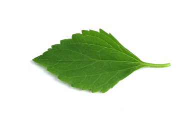 Beyaz arkaplanda izole edilmiş yakın çekim yaprakları