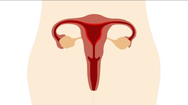 Ovary and female reproductive system clipart