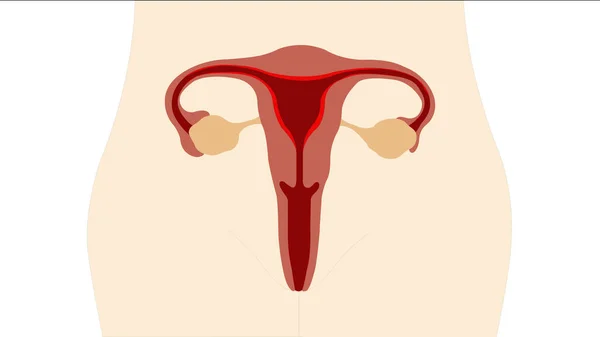 Sistema Riproduttivo Ovarico Femminile — Foto Stock
