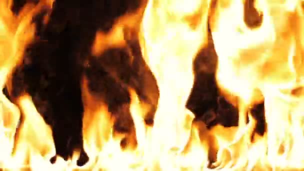 Tűz Lángok Elégették Égető Lassú Mozgás Egy Sor Valódi Lángok — Stock videók