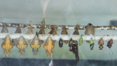 Kuluçka Çıkım kelebekler için