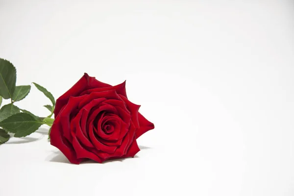 Rosa roja con hojas sobre fondo blanco . — Foto de Stock