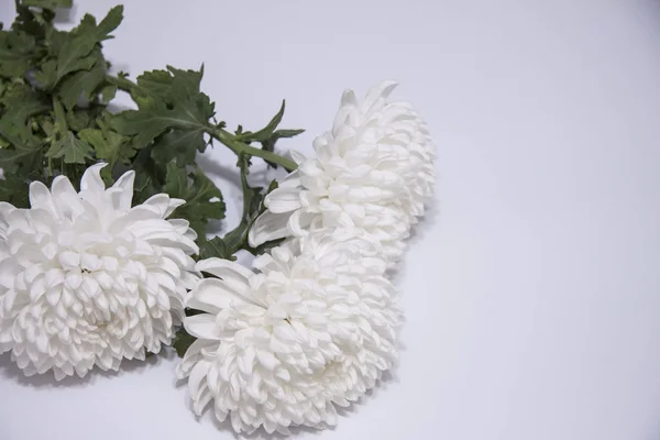 Bandera floral romántica horizontal. Ramo de hermosos crisantemos blancos — Foto de Stock