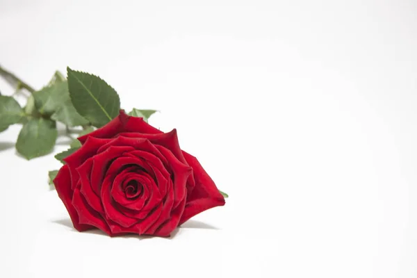 Rosa roja con hojas sobre fondo blanco . — Foto de Stock