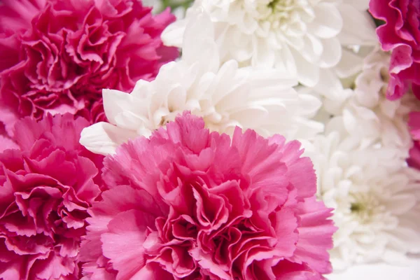 Romantic horizontal floral banner. White beautiful chrysanthemums and pink carnation Stock Image