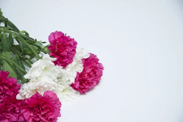 Bandera floral romántica horizontal. Crisantemos blancos hermosos y clavel rosa — Foto de Stock