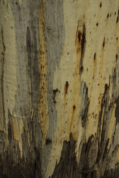 Horizontální dřevěné přirozená. Fragment povrchu husté vrbové kmen stromu — Stock fotografie