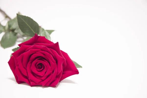 Rosa roja con hojas sobre fondo blanco . — Foto de Stock