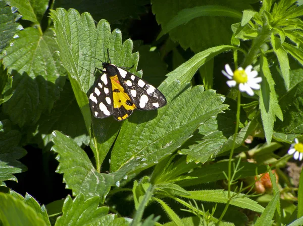 Insect on green leaves in the park. Black butterfly with white spots.