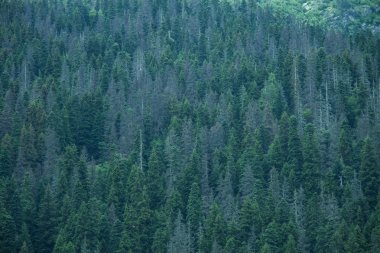 Bir dağ yamacında bir ormanda kozalaklı yeşil ağaçlar.