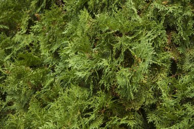 Doğal iğne yapraklı ahşap doku. Yeşil çam dalları.