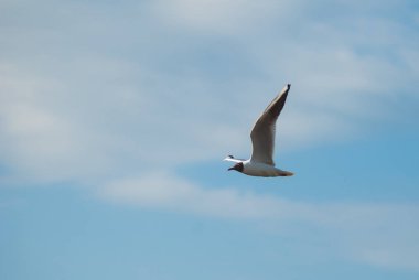 Yakın çekim gökyüzü uçan martı,