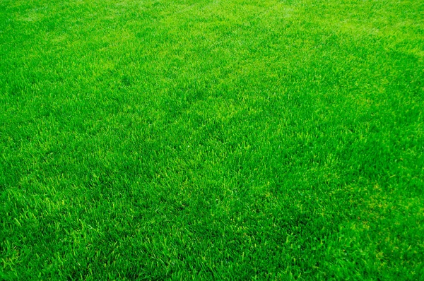 Zöld fű, gyep textúra — Stock Fotó