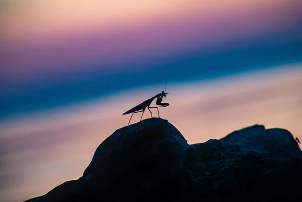 Silueta de una mantis religiosa al amanecer, hermosos colores , — Foto de Stock