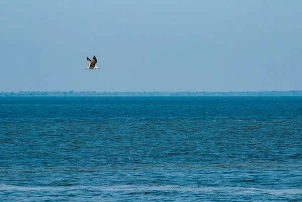 Fiskmås Flyger Över Vattnet Fågel Skyn — Stockfoto