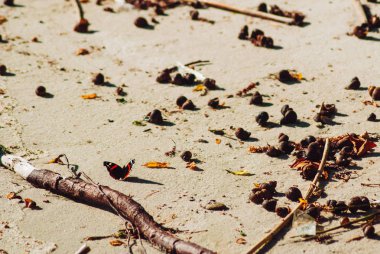 Taş ve kum, kırmızı Amiral, kabukları ile plaj ile yere güzel kelebek