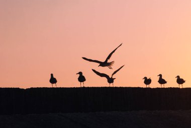 Martılar, gün batımı, crimson sunset ışık bir sürü siluetleri