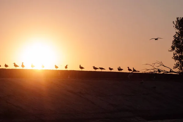 Siluetas Una Bandada Gaviotas Atardecer Gaviotas Orilla —  Fotos de Stock