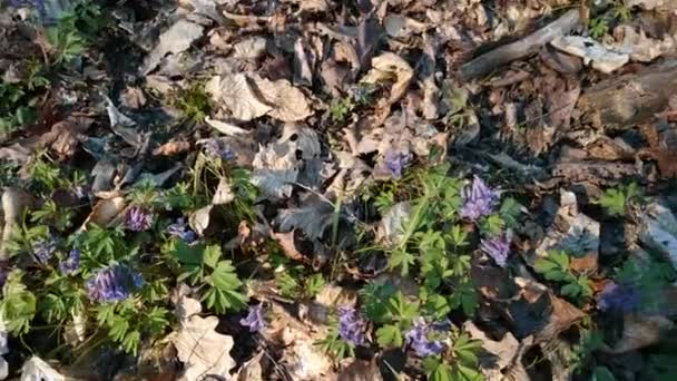 Flores adiantadas na floresta da mola, transição vídeo 1080p , — Vídeo de Stock