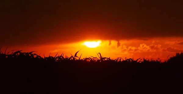 Piękny poranny wschód słońca nad polem kukurydzy, jasny zachód słońca, — Zdjęcie stockowe
