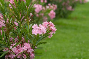 Park yakın çekimde pembe çiçek, kopyalama alanı,