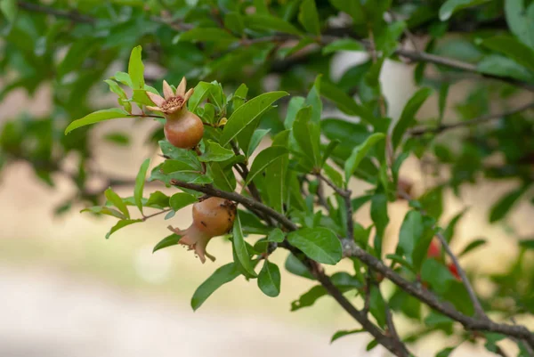 Melograno. il frutto giovane su un ramo verde con foglie del melograno nella primavera , — Foto Stock