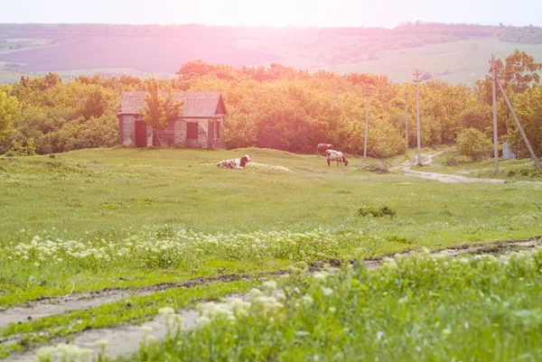 Las vacas pastan en el prado en un día soleado, un cuadro idealista, el concepto del ganado, la leche y la producción de carne —  Fotos de Stock