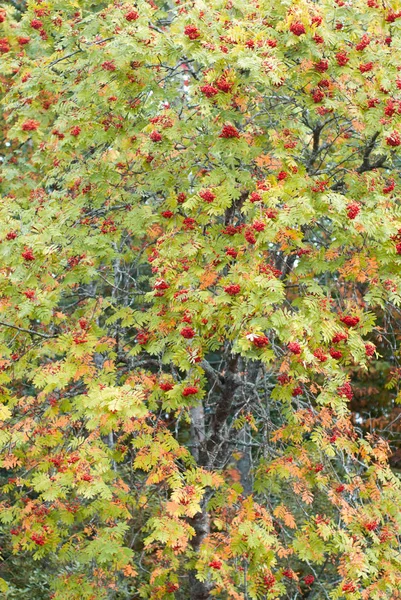 Autumn mountain ash with red berries and colorful leaves. autumn background, — Stock Photo, Image