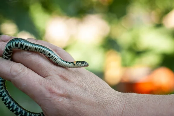 Un serpente sulla mano, un piccolo serpente che striscia sulla mano su uno sfondo verde, — Foto Stock